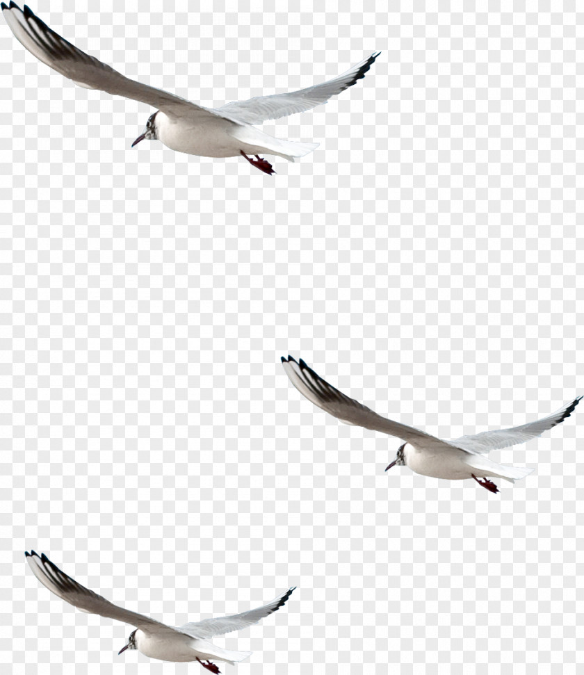 Pigeon Bird Photography Common Gull Clip Art PNG