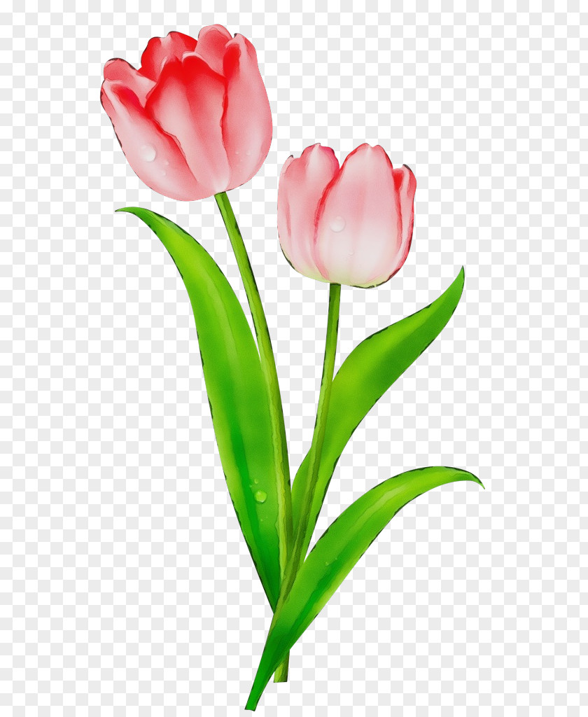 Plant Stem Red Flower Tulip Petal Pink PNG