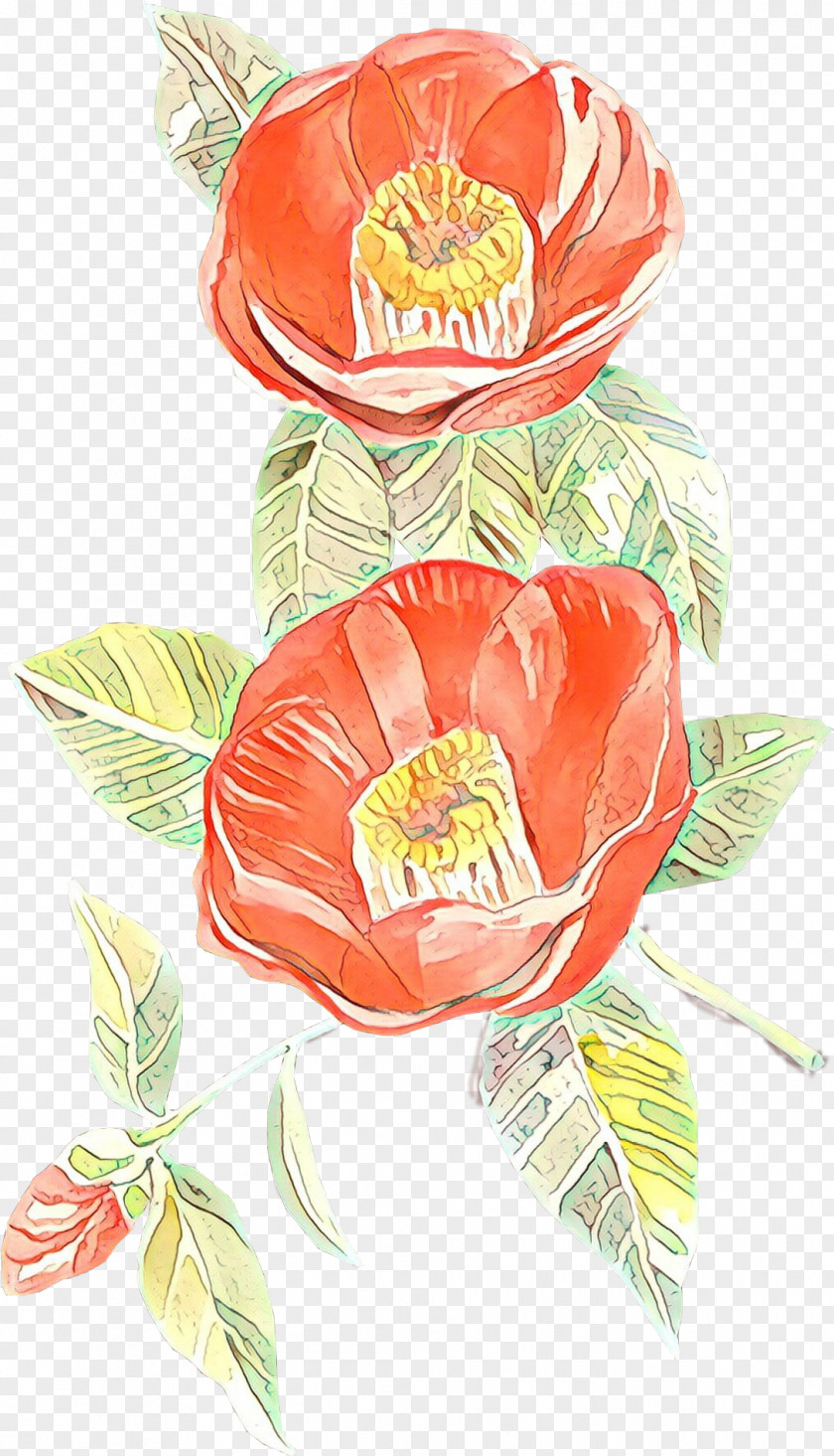 Poppy Family Anthurium Flowers Background PNG
