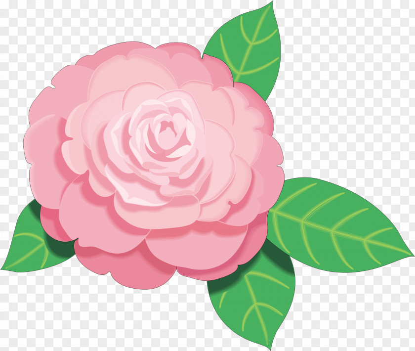 Camellia Pink Flowers Clip Art PNG
