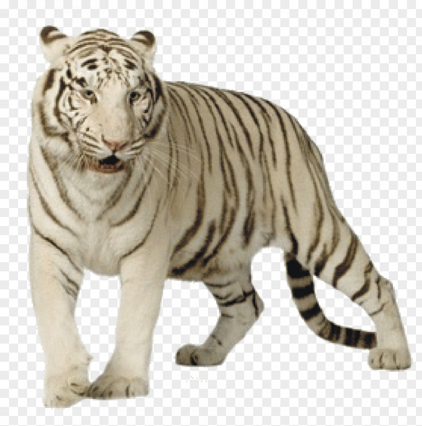 Cat Felidae White Tiger Bengal PNG