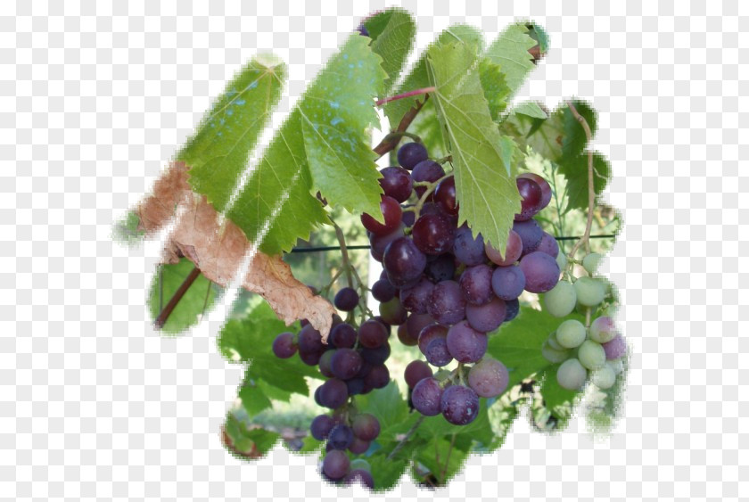Grape Zante Currant Huckleberry Blueberry Bilberry PNG