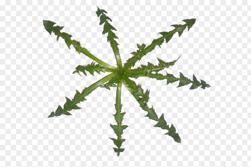 Leaf Plant Stem Fern Tree Hemp PNG