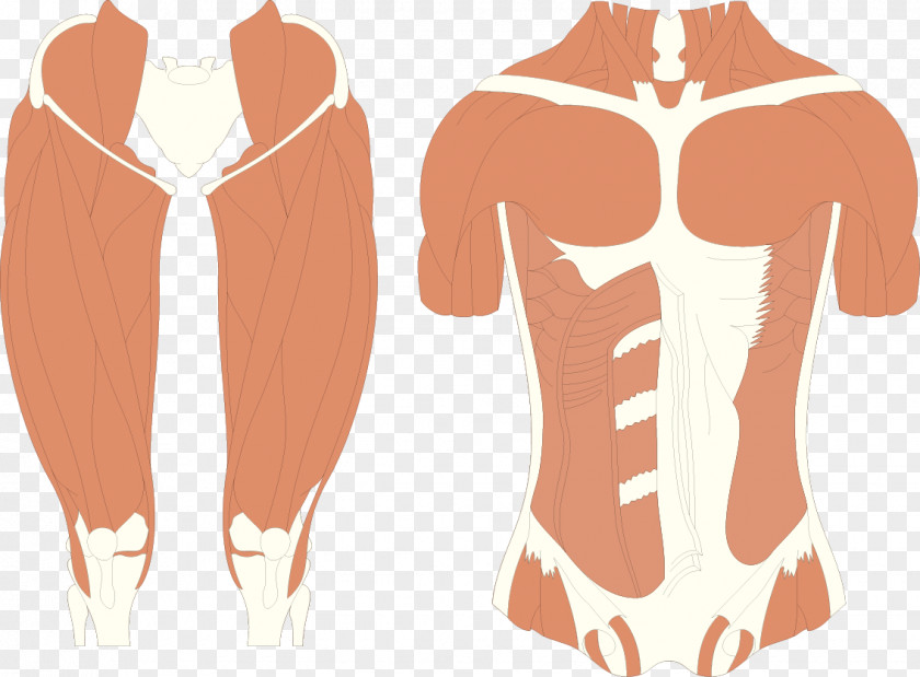 Muscle Man Human Body PNG