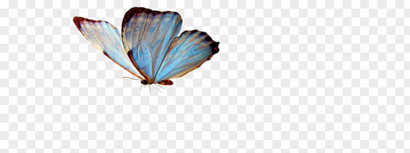 Butterfly Greta Oto Clip Art PNG