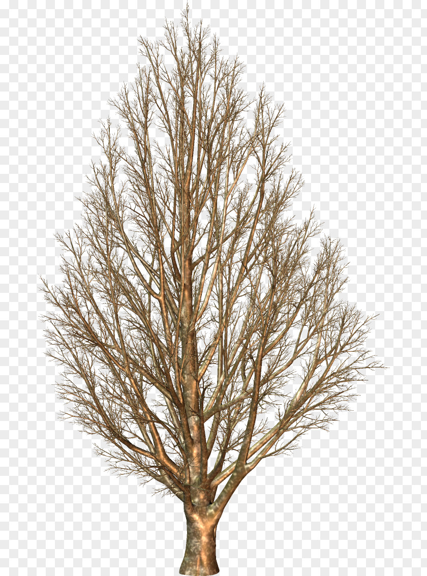 Larch PNG
