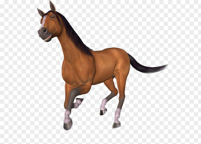 Mustang Pony Stallion Brush PNG