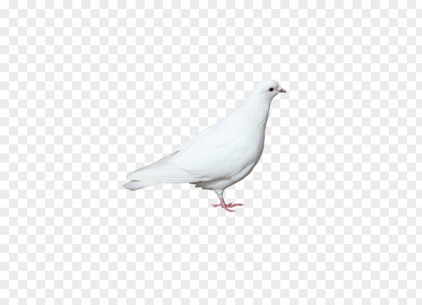 Pigeon Domestic Columbidae Kocaeli Province White Advertising PNG