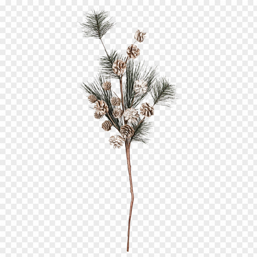 Plants Pine Twig Conifers Grasses PNG