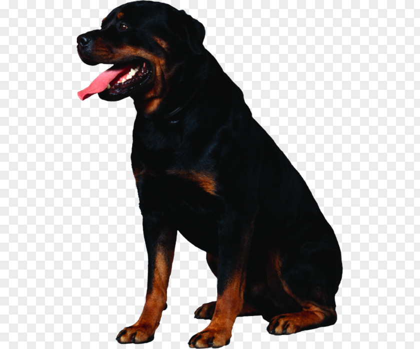 Dogs Rottweiler Dogue De Bordeaux Golden Retriever Puppy Dog Breed PNG