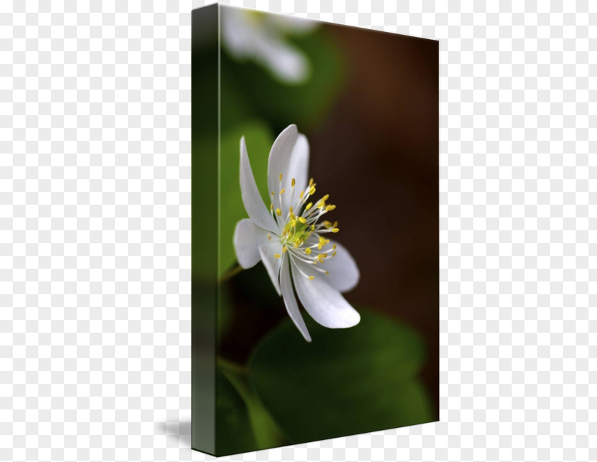 Hocking Hills Garden Art Photograph Poster Flower PNG