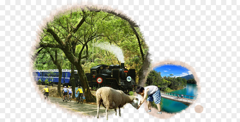 Taiwan Travel Sheep Tourism PNG