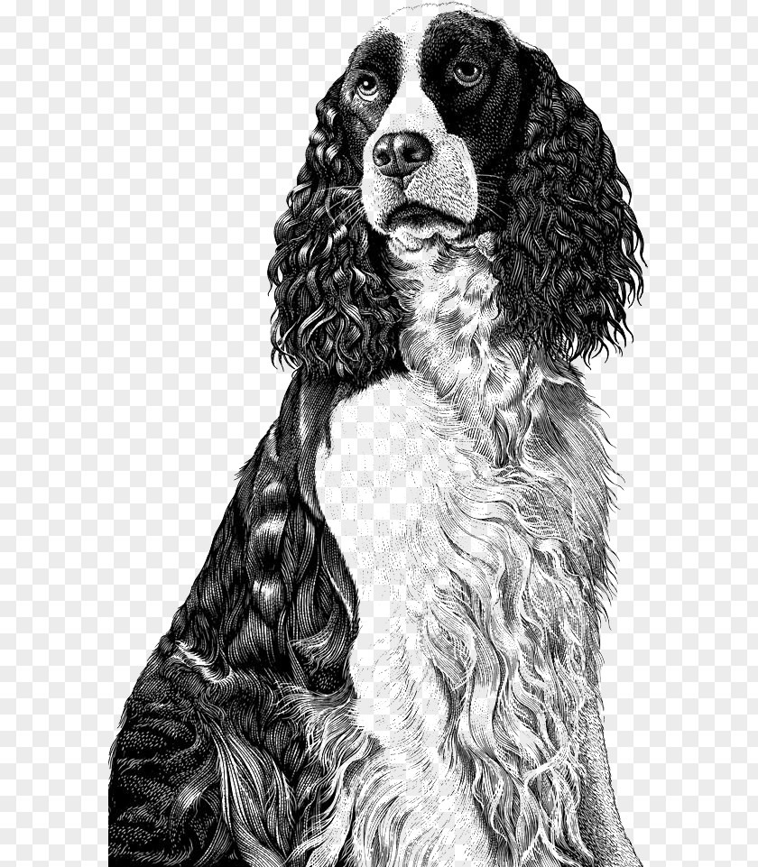 Black And White Curly Dog ​​illustration Drawing Scratchboard Illustration PNG