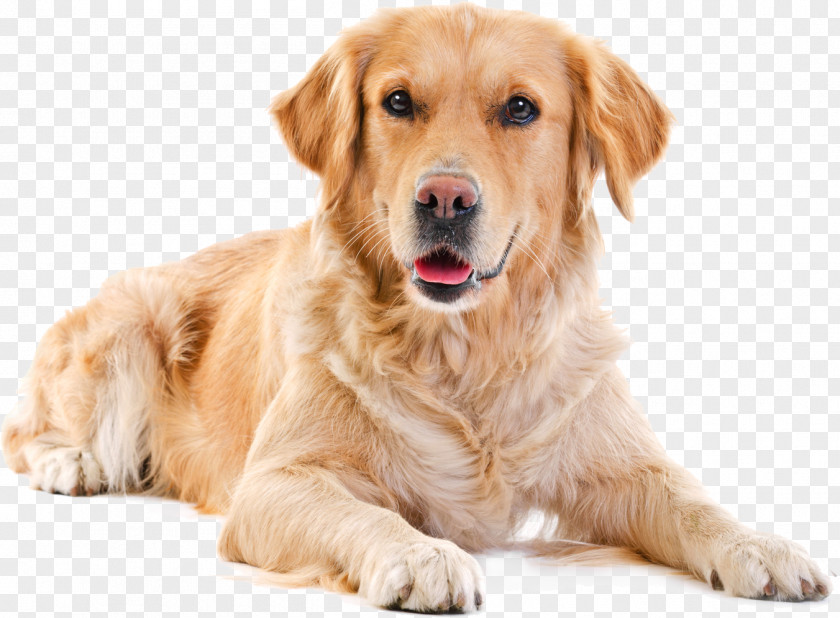 Golden Retriever Labrador Puppy Border Collie The Boxer: A Guide To Selection, Care, Nutrition, Upbringing, Training, Health, Breeding, Sports And Play PNG
