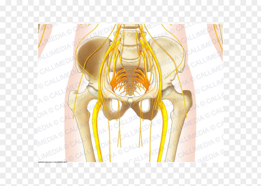 Pelvis Shoulder Human Anatomy Muscle Nerve Muscular System PNG