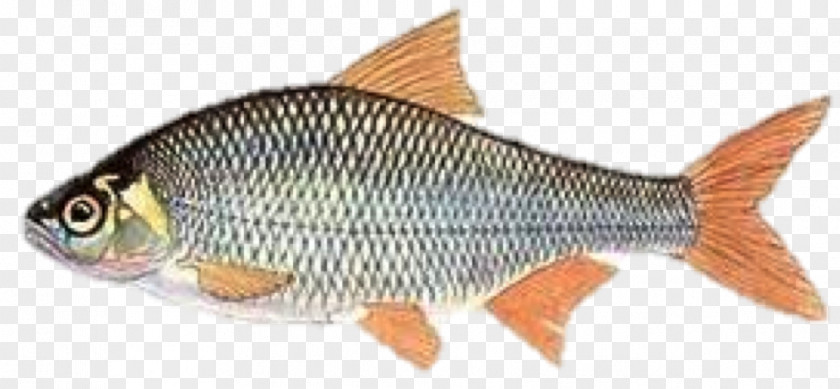 Blink Carp Rudd Fauna Marine Biology Perch PNG