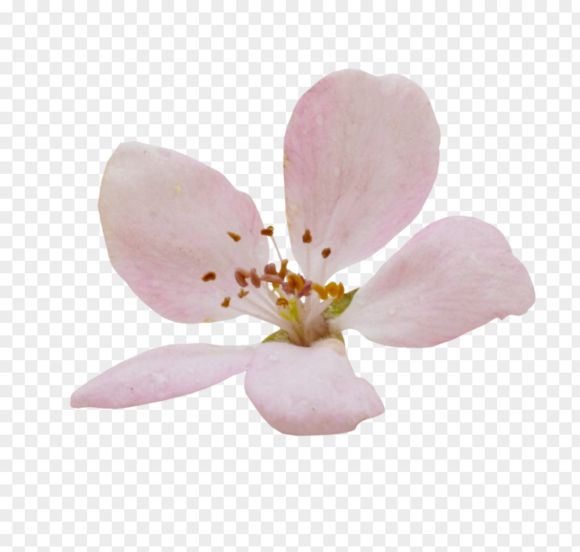 Cherry Blossom Moth Orchids Petal ST.AU.150 MIN.V.UNC.NR AD PNG