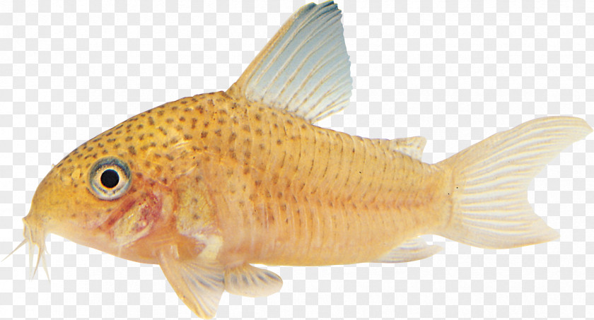 Fish Goldfish Tilapia Ornamental Aquarium PNG