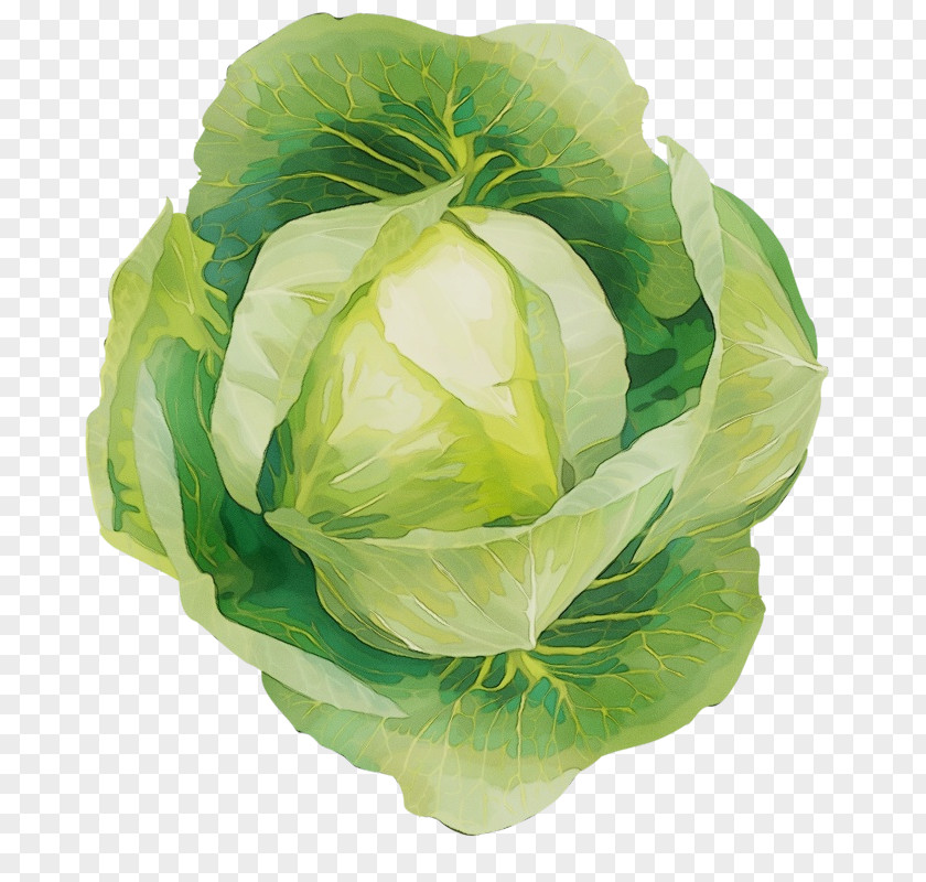 Leaf Lettuce Cabbage Vegetable Flower Iceburg PNG