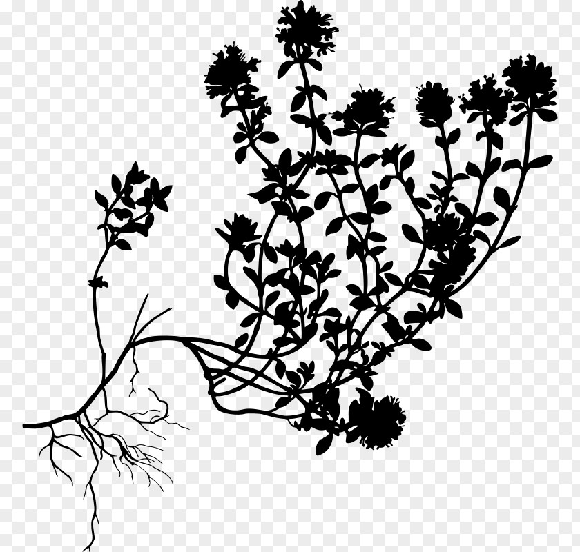 Perennial Plant Herbaceous Drawing Of Family PNG