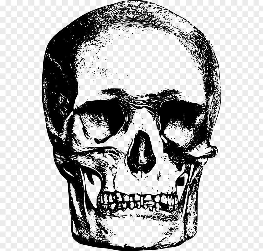 Skull Bone Clip Art PNG