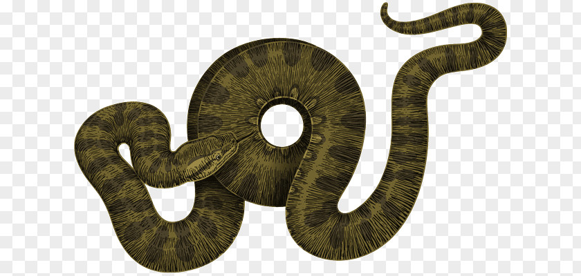 Eel Clip Art PNG