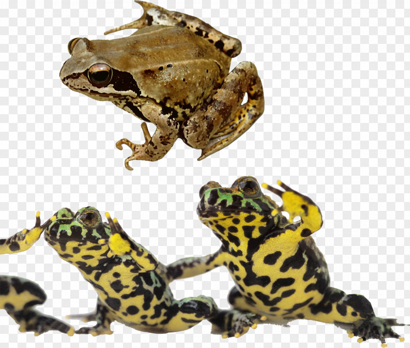 Frogs And Bullfrogs Frog Oriental Fire-bellied Toad Reptile Photography PNG