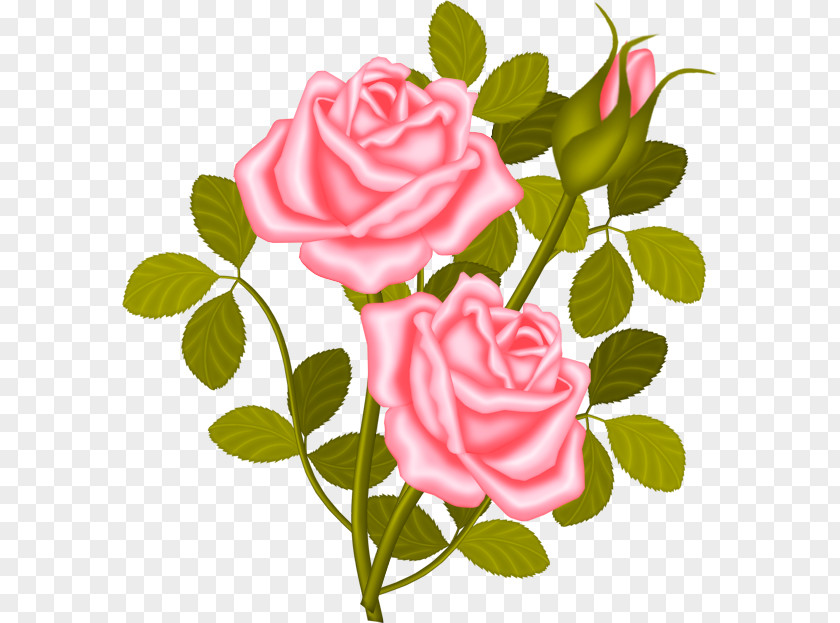 Just Married Rose Shrub Plant Clip Art PNG