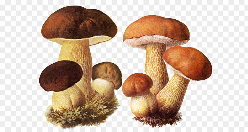 Mushroom Boletus Edulis Fungus Aspen Edible PNG