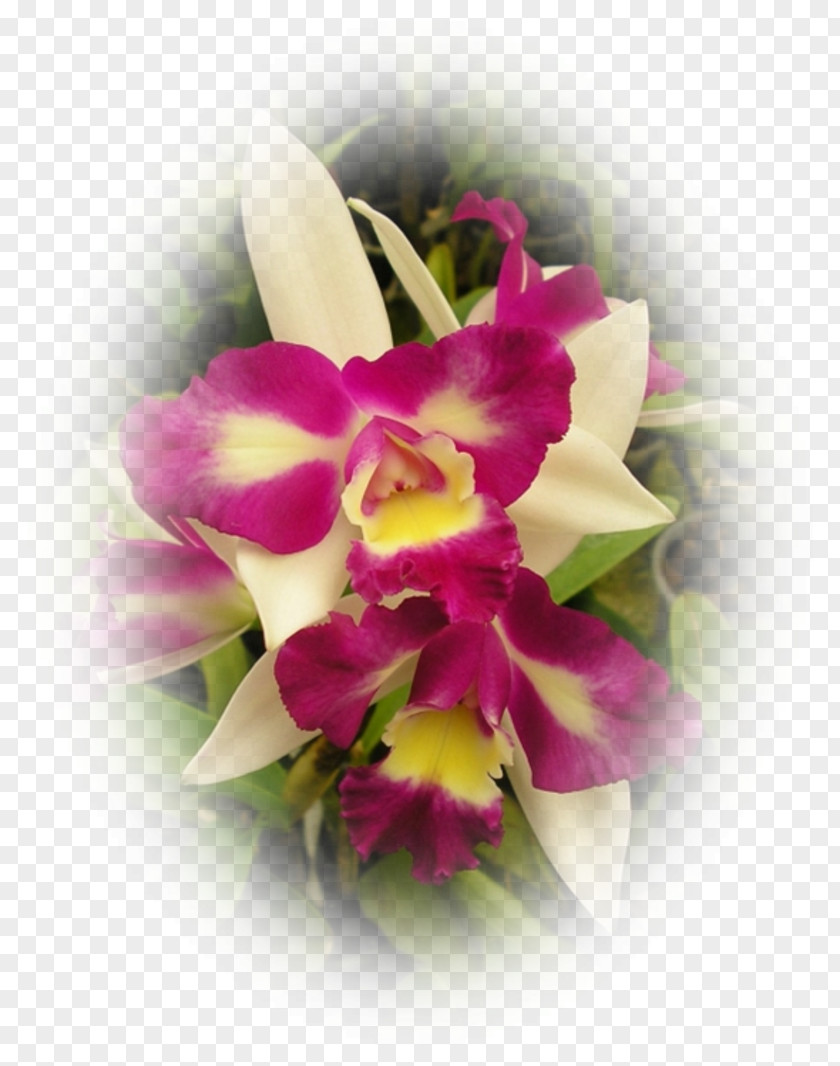 Orchidea Cut Flowers Moth Orchids Floral Design Cattleya PNG