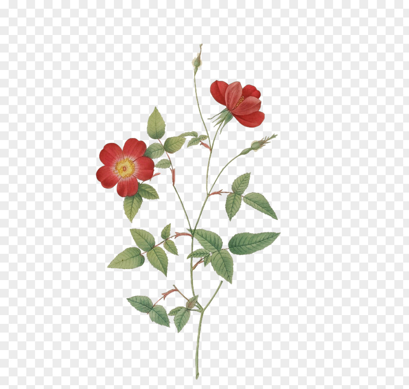 Rosa Acicularis Botanical Illustration Paper Palustris Printing PNG