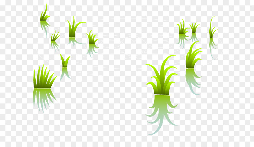 Seedlings In Paddy Fields Field Arable Land Graphic Design PNG