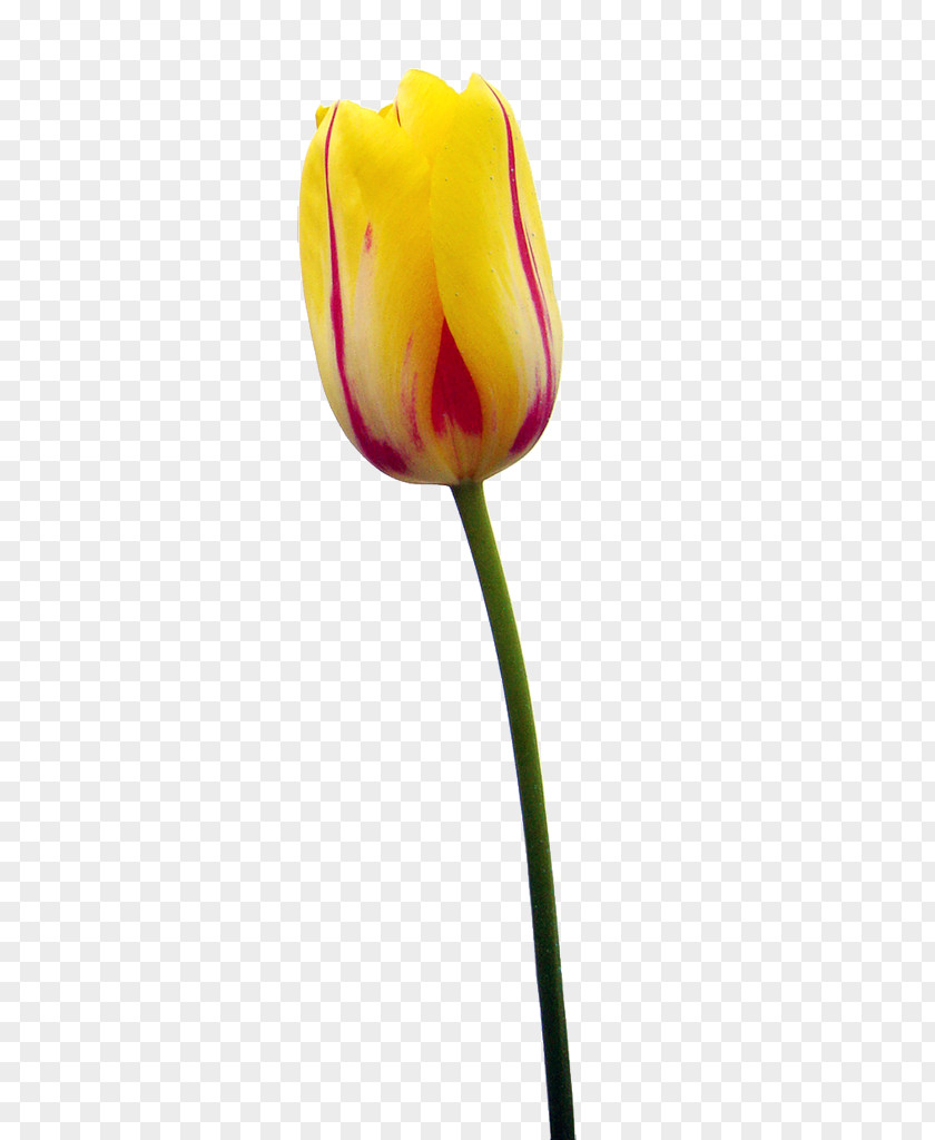 Tulip Flower Petal Plant Stem Woman PNG