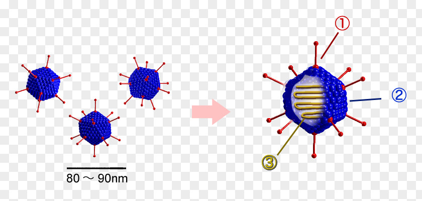 Vector Of Virus Cells Adenoviridae DNA Pharyngoconjunctival Fever Capsid PNG