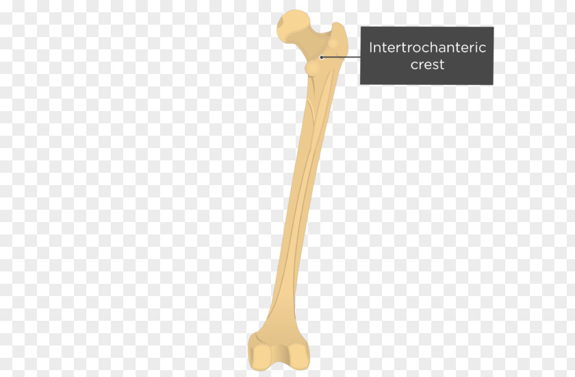 Gluteal Tuberosity Muscles Femur Quadrate Tubercle Intertrochanteric Crest PNG