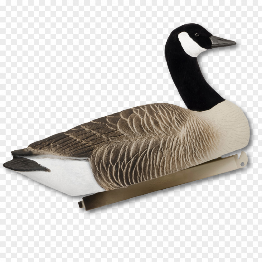 Goose Duck Feather PNG