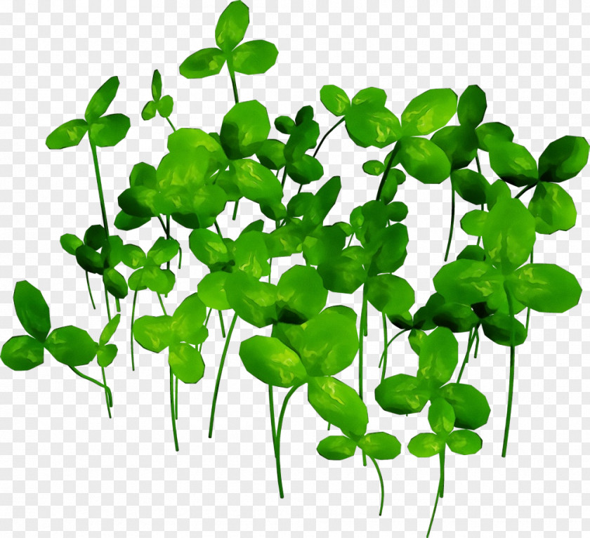 Leaf Plant Green Flower Stem PNG