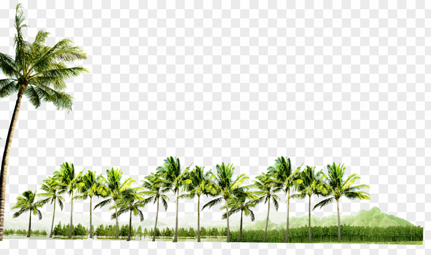 Palm Trees Coconut PNG