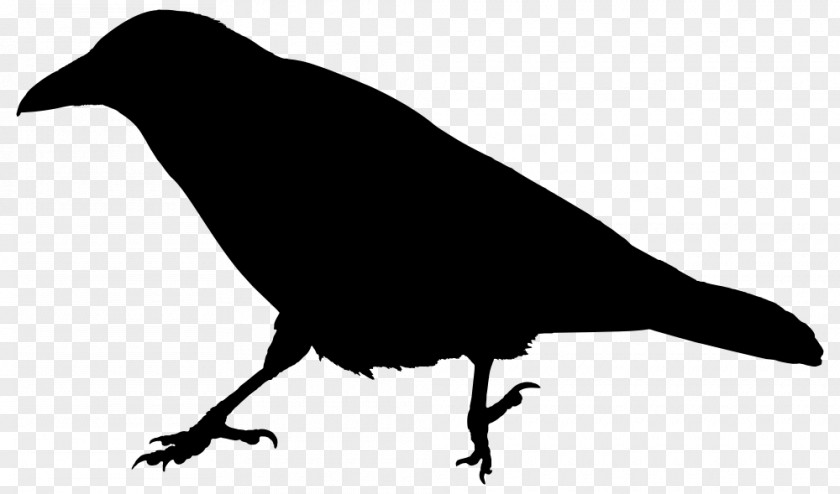 Raven Goodwin Rook American Crow Common The Clip Art PNG