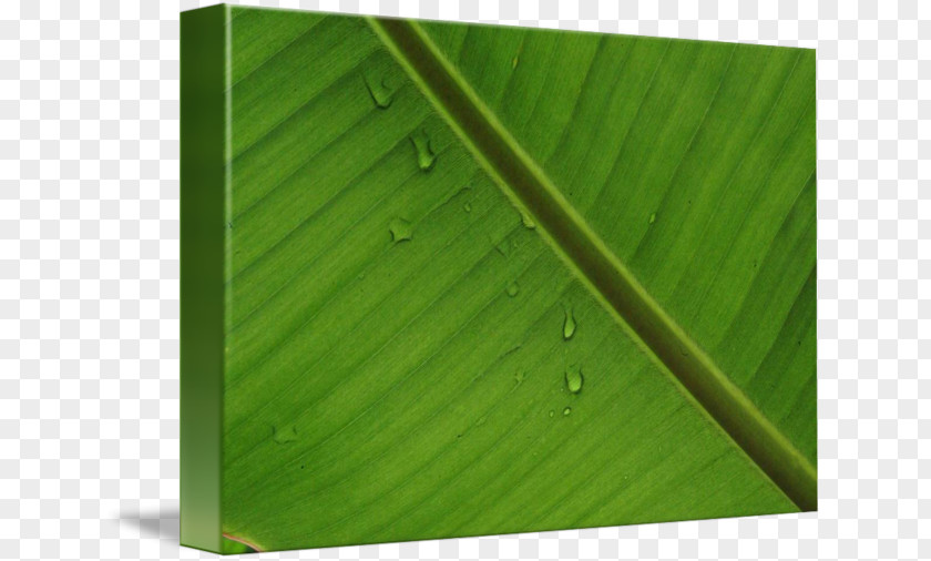 Amazon Forest Banana Leaf Wood Green PNG