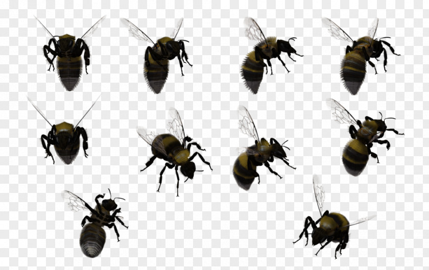 Bees Honey Bee Insect Bumblebee Swarming PNG