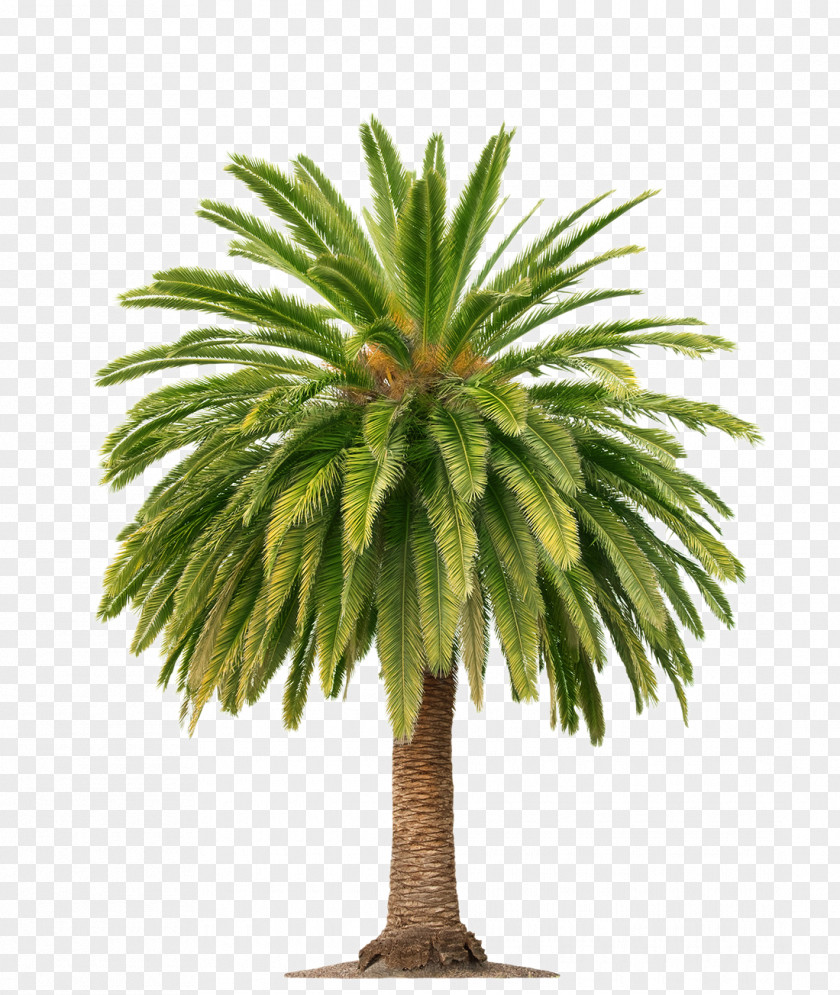 Coconut Tree Palm Wine Arecaceae Oil PNG