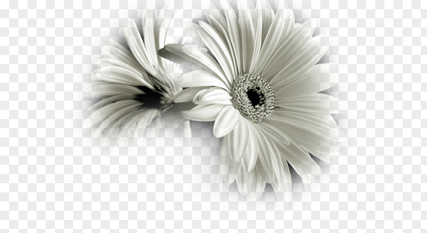 Flower Black And White Photography PNG