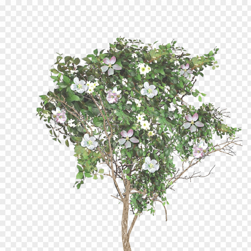 Foreground Tree Twig Flowerpot Houseplant Lilac Shrub PNG