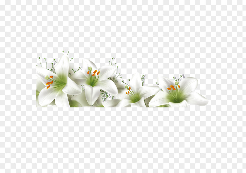 Lily Fragrance Lilium Flower PNG