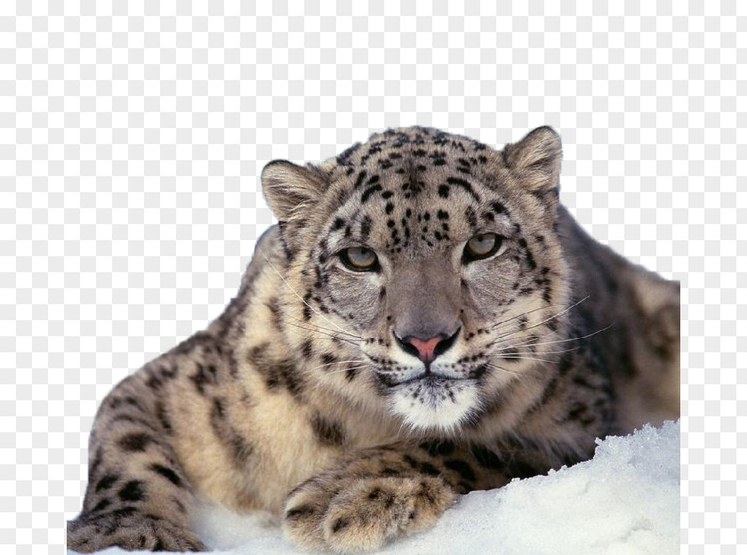 Snow Leopard Close-up The Felidae Cat PNG