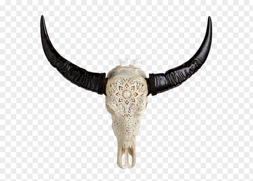 Buffalo Skull Cattle Horn Animal Skulls Water PNG