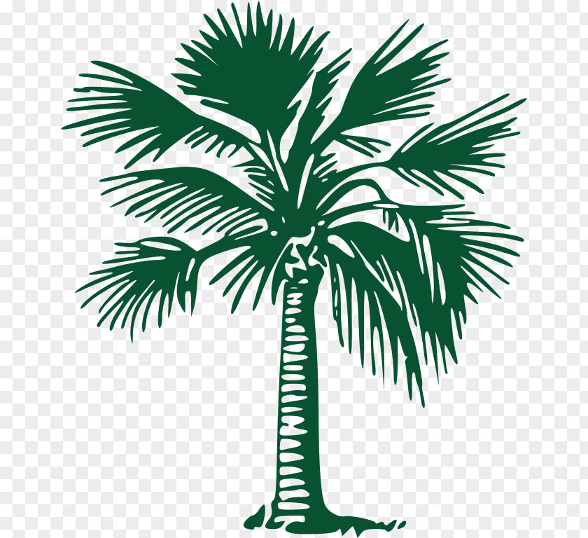 Date Palm Elbow Beach Cycles Tree Arecaceae Return Address Gold Coast PNG
