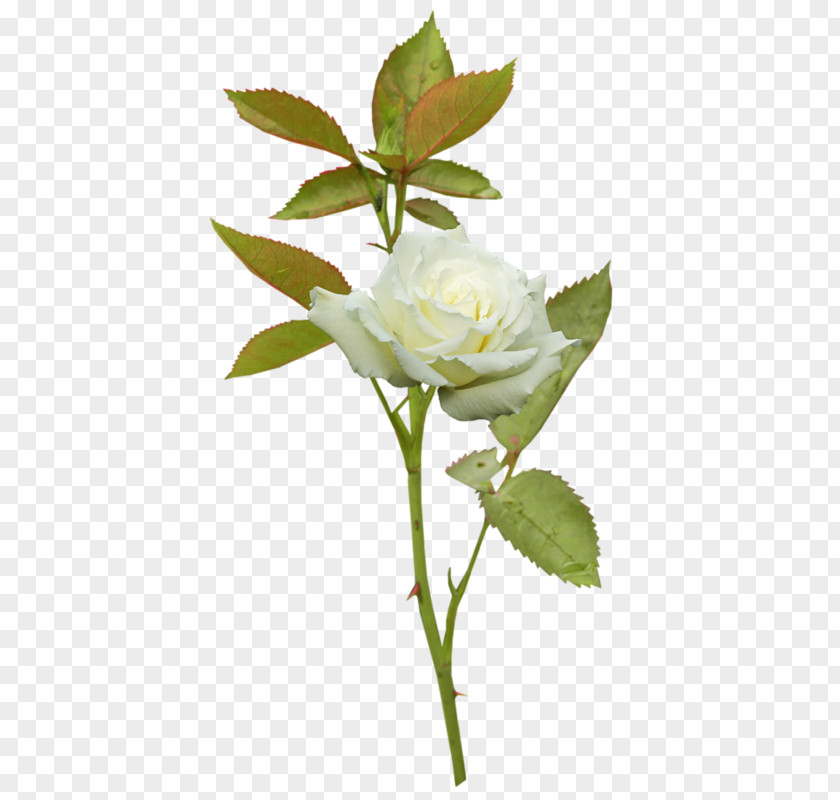 Flower Garden Roses Cabbage Rose PNG