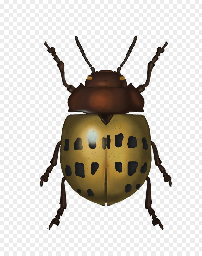 Insect Weevil Scarab Lady Bird PNG